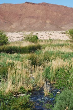 Henderson, NV services