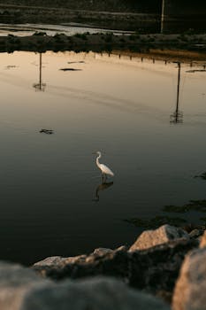 Santa Ana, CA services
