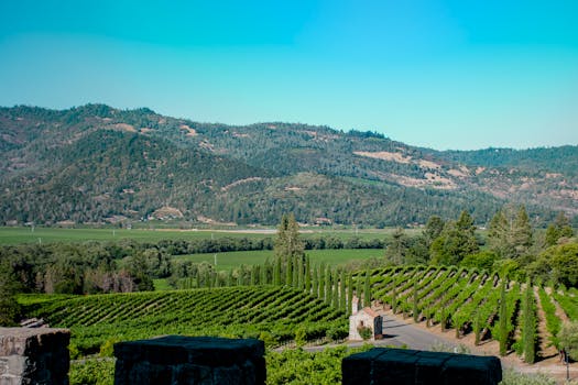 Napa, CA services