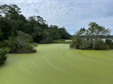 Bluffton, SC services