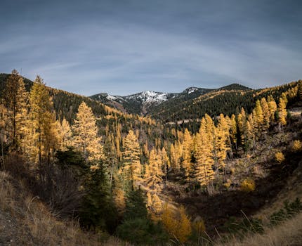 Missoula, MT services